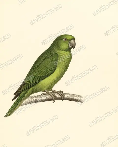 Illustration im Stil Historische Tafel: Mauritiussittich (Psittacula eques)