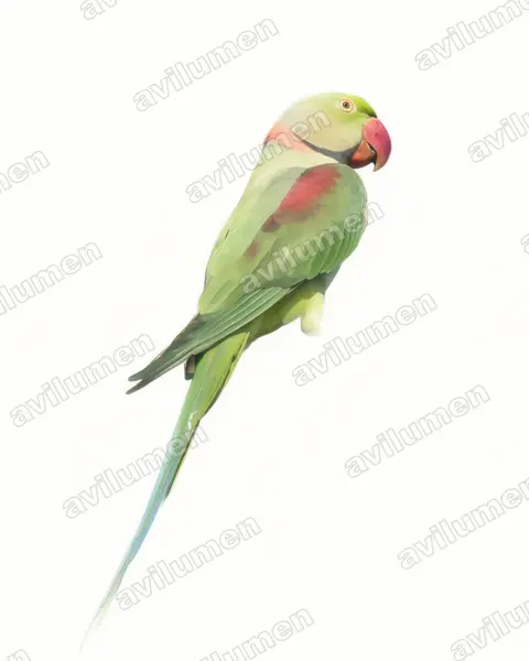 Illustration im Stil Aquarell: Alexandersittich (Psittacula eupatria)