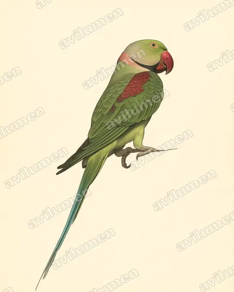 Illustration im Stil Historische Tafel: Alexandersittich (Psittacula eupatria)