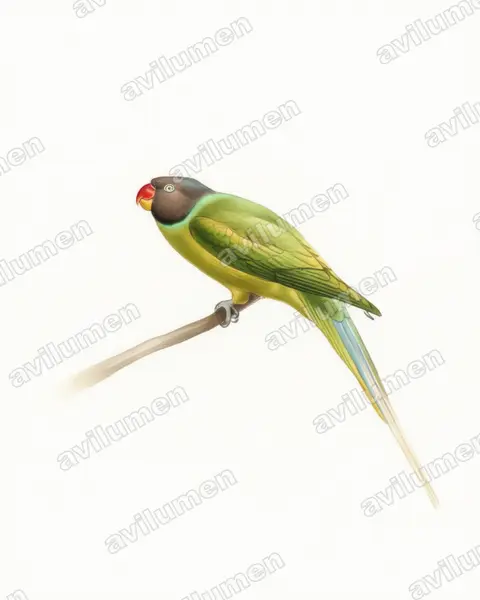 Illustration Aquarelle : Psittacula finschii (Perruche de Finsch)