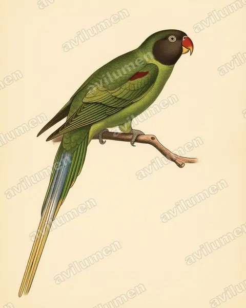 Illustration Planche ancienne : Psittacula finschii (Perruche de Finsch)