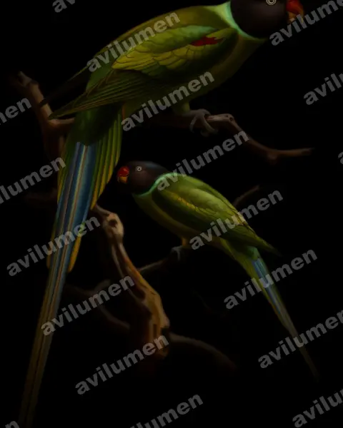 Illustration Huile : Psittacula finschii (Perruche de Finsch)