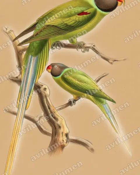 Illustration Crayon de couleur : Psittacula finschii (Perruche de Finsch)
