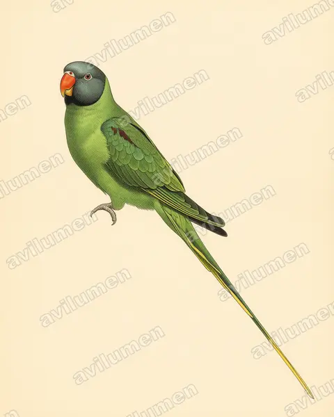 Illustration im Stil Historische Tafel: Himalajasittich (Psittacula himalayana)