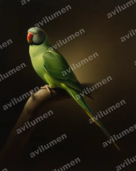 Illustration im Stil Öl: Himalajasittich (Psittacula himalayana)