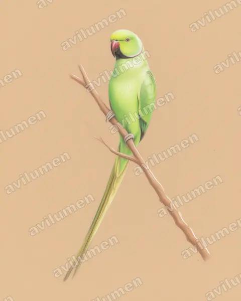 Illustration im Stil Buntstift: Halsbandsittich (Psittacula krameri)