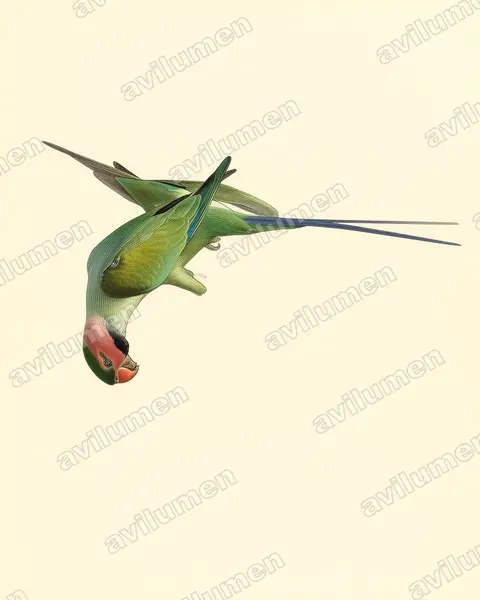 Illustration Planche ancienne : Psittacula longicauda (Perruche à longs brins)