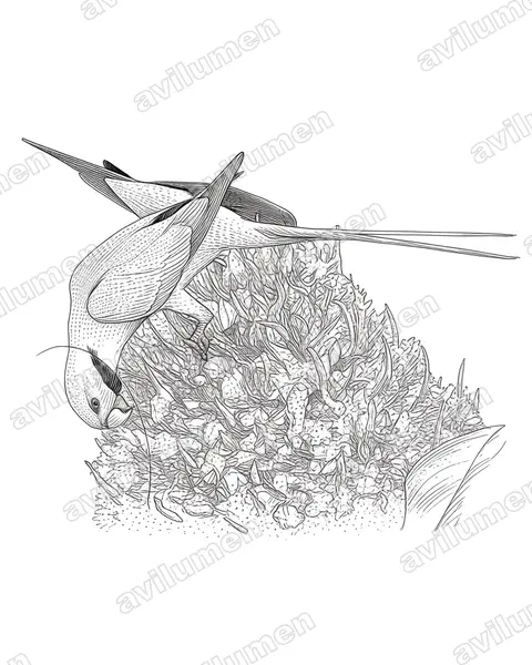 Illustration Encre : Psittacula longicauda (Perruche à longs brins)