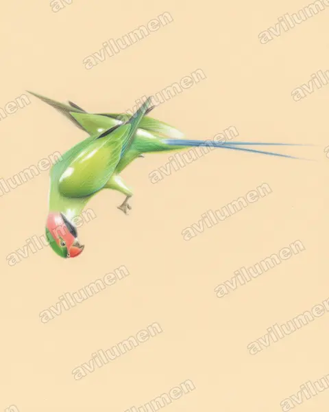 Illustration Crayon de couleur : Psittacula longicauda (Perruche à longs brins)