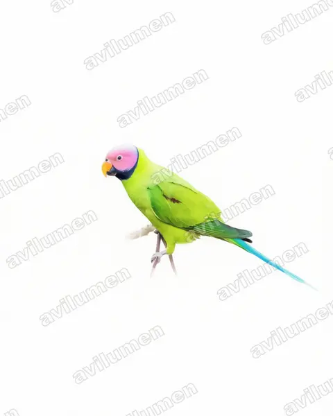 Illustration im Stil Aquarell: Rosenkopfsittich (Psittacula roseata)