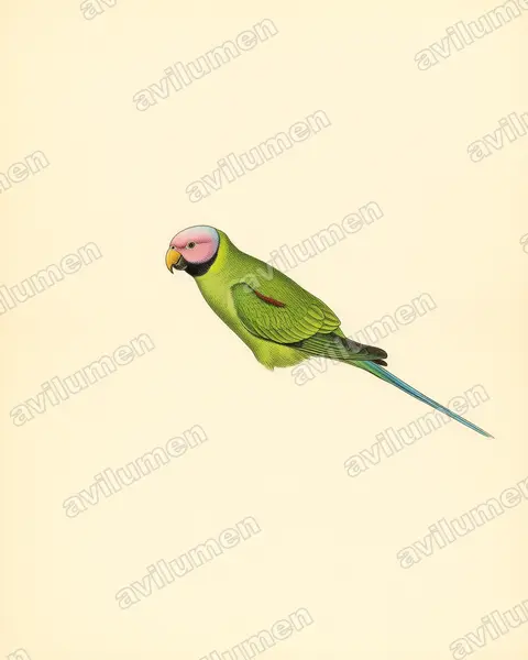 Illustration im Stil Historische Tafel: Rosenkopfsittich (Psittacula roseata)