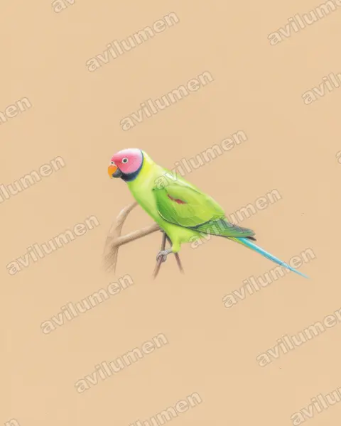 Illustration im Stil Buntstift: Rosenkopfsittich (Psittacula roseata)