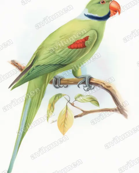 Watercolor illustration: Psittacula wardi (Seychelles Parakeet)
