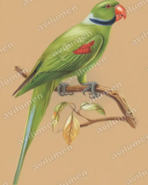 Colored pencil illustration: Psittacula wardi (Seychelles Parakeet)