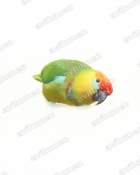Watercolor illustration: Psittaculirostris desmarestii (Large Fig Parrot)