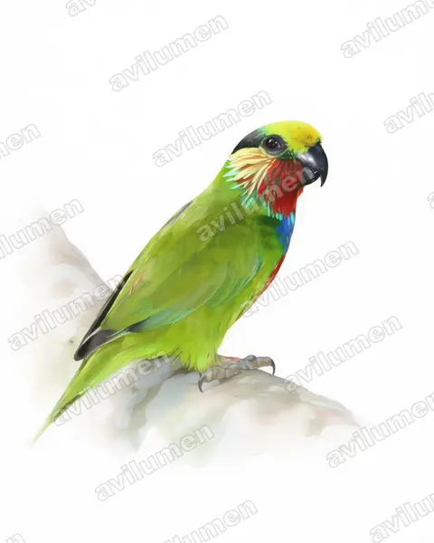 爱德华无花果鹦鹉（Psittaculirostris edwardsii）的水彩插画