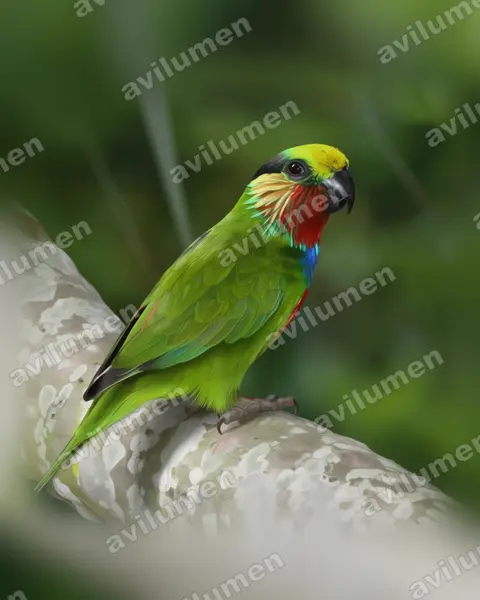 爱德华无花果鹦鹉（Psittaculirostris edwardsii）的写实插画