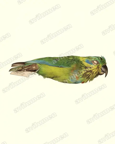 Ilustración en Lámina antigua: Psittaculirostris salvadorii (Lorito de Salvadori)