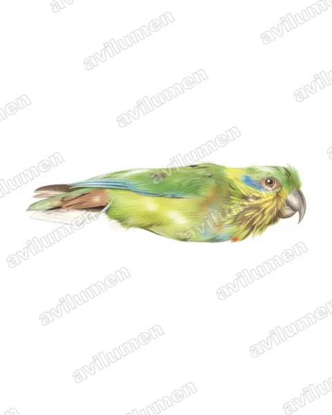 Ilustración en Lápiz de color: Psittaculirostris salvadorii (Lorito de Salvadori)