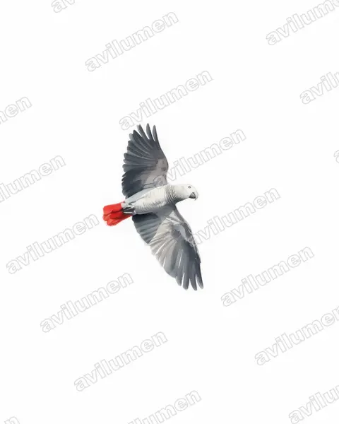 Illustration Aquarelle : Psittacus erithacus (Perroquet jaco)