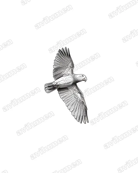 Illustration Encre : Psittacus erithacus (Perroquet jaco)