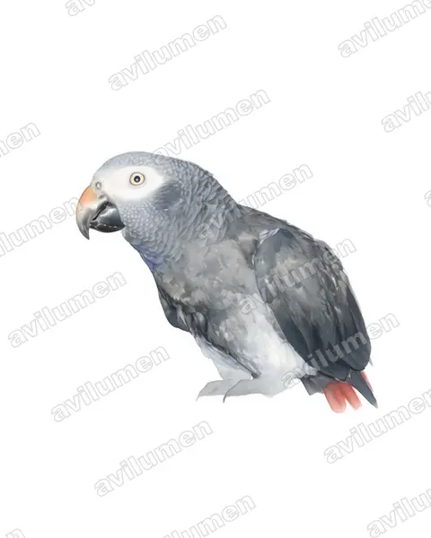 Timneh parrot（Psittacus timneh）的水彩插画
