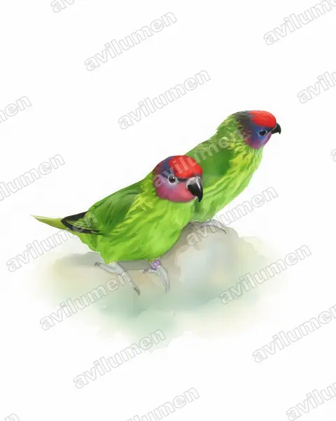 Watercolor illustration: Psitteuteles goldiei (Goldie's Lorikeet)