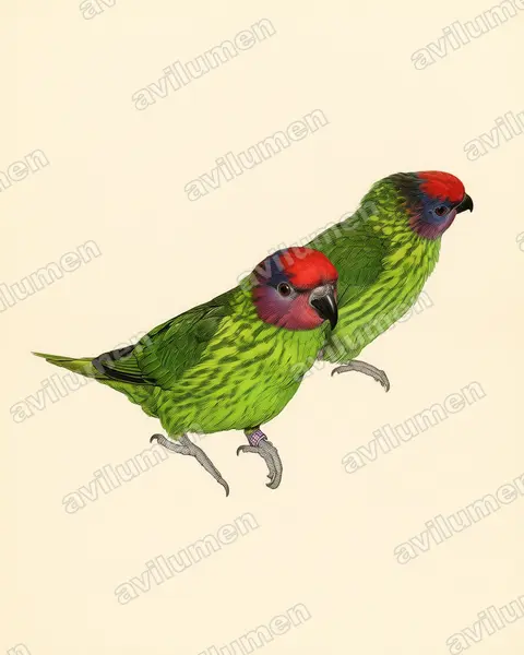 Vintage plate illustration: Psitteuteles goldiei (Goldie's Lorikeet)