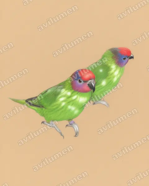Colored pencil illustration: Psitteuteles goldiei (Goldie's Lorikeet)