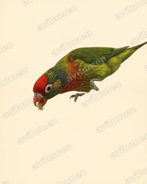 Illustration Planche ancienne : Psitteuteles versicolor (Loriquet versicolore)