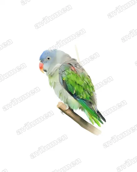 蓝腰鹦鹉（Psittinus cyanurus）的水彩插画