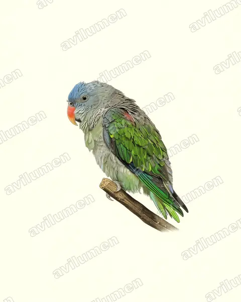 蓝腰鹦鹉（Psittinus cyanurus）的古典图版插画
