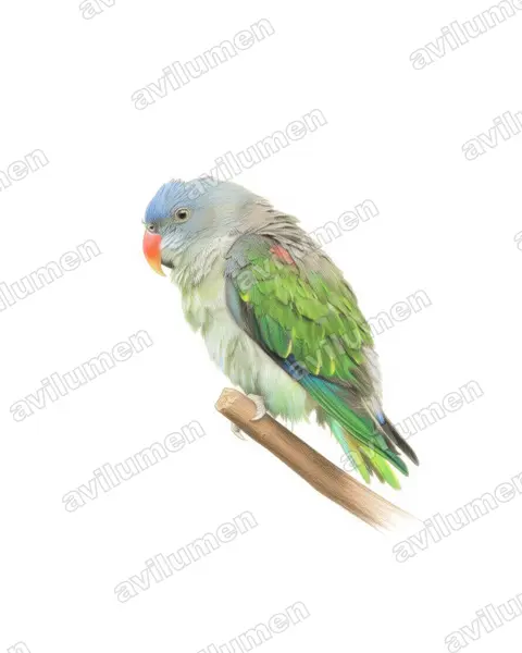 蓝腰鹦鹉（Psittinus cyanurus）的彩色铅笔插画