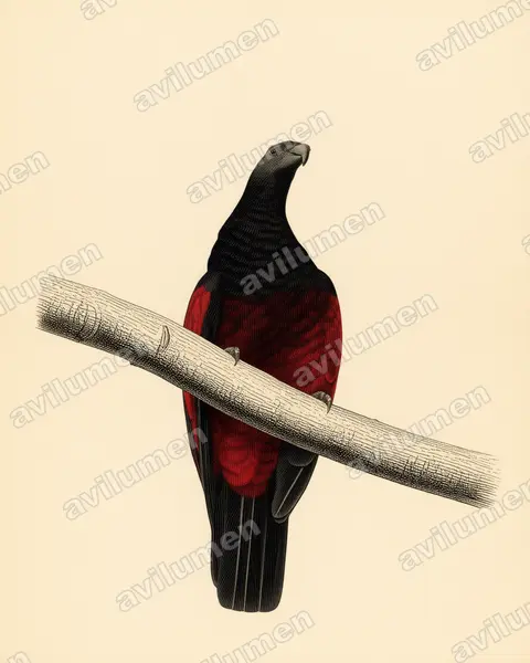 Illustration Planche ancienne : Psittrichas fulgidus (Psittrichas de Pesquet)
