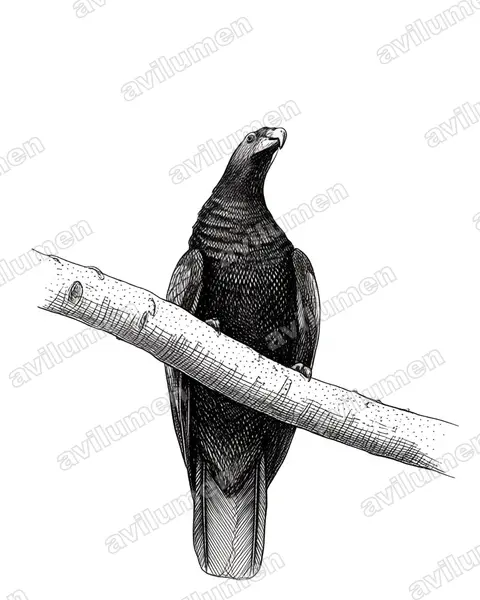 Illustration Encre : Psittrichas fulgidus (Psittrichas de Pesquet)