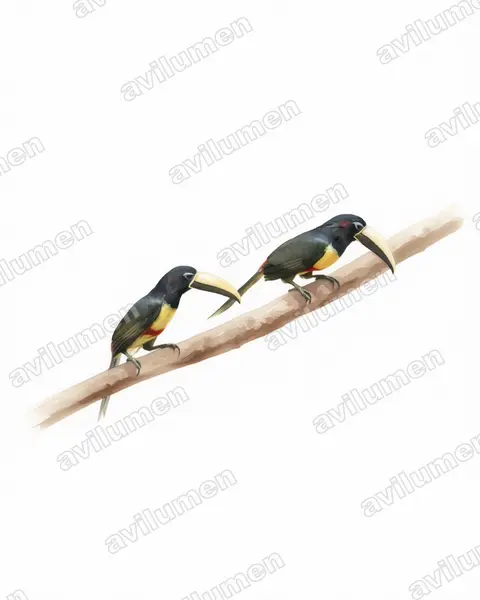 Illustration Aquarelle : Pteroglossus aracari (Araçari grigri)