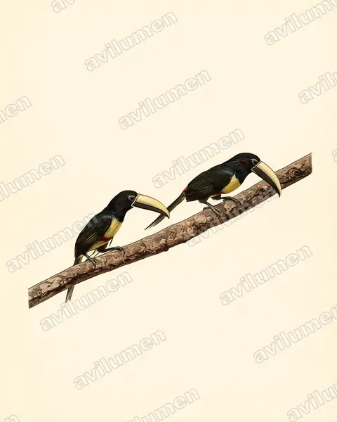 Illustration Planche ancienne : Pteroglossus aracari (Araçari grigri)