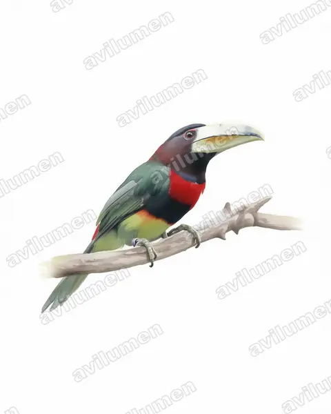 Ilustración en Acuarela: Pteroglossus azara (Pteroglossus azara)