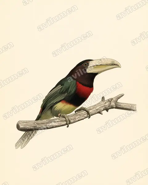 Ilustración en Lámina antigua: Pteroglossus azara (Pteroglossus azara)