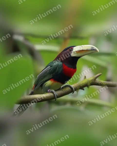 Ilustración en Realista: Pteroglossus azara (Pteroglossus azara)
