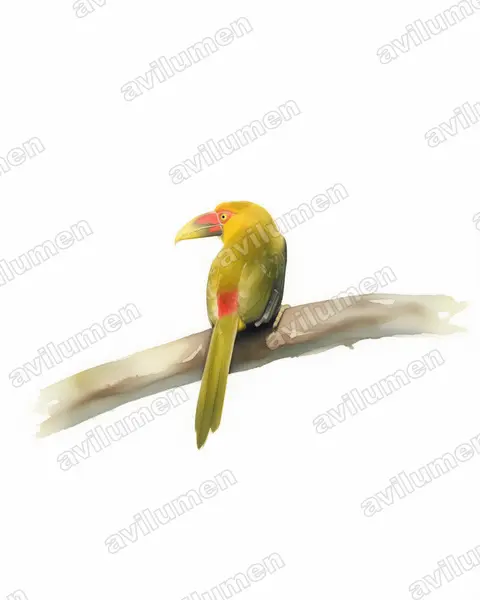 Ilustración en Acuarela: Pteroglossus bailloni (Arasarí banana)