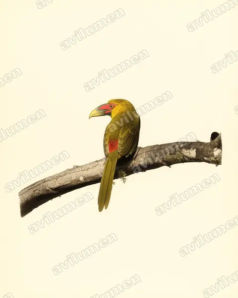 Ilustración en Lámina antigua: Pteroglossus bailloni (Arasarí banana)