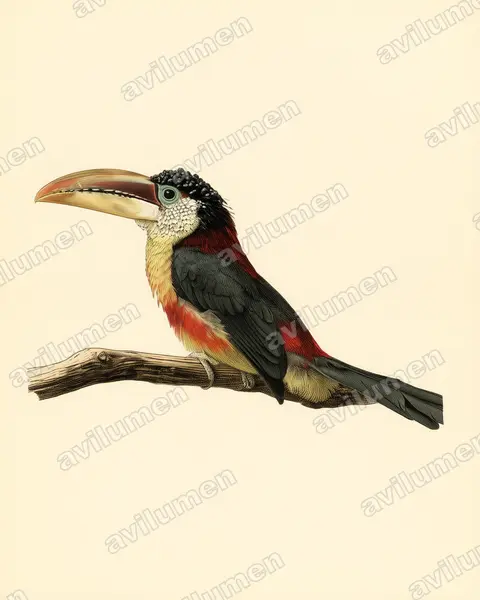 Ilustración en Lámina antigua: Pteroglossus beauharnaesii (Pteroglossus beauharnaisii)