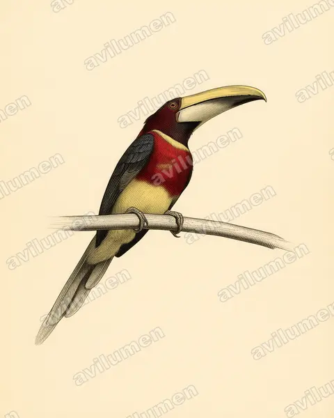 Illustration im Stil Historische Tafel: Rotnackenarassari (Pteroglossus bitorquatus)