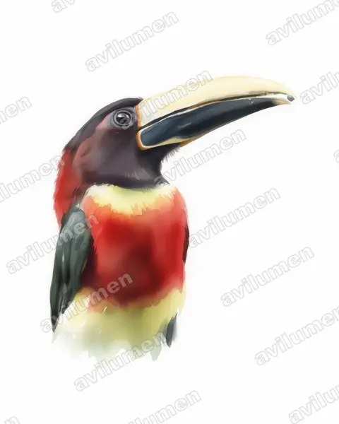 Illustration Aquarelle : Pteroglossus castanotis (Áraçari à oreillons roux)