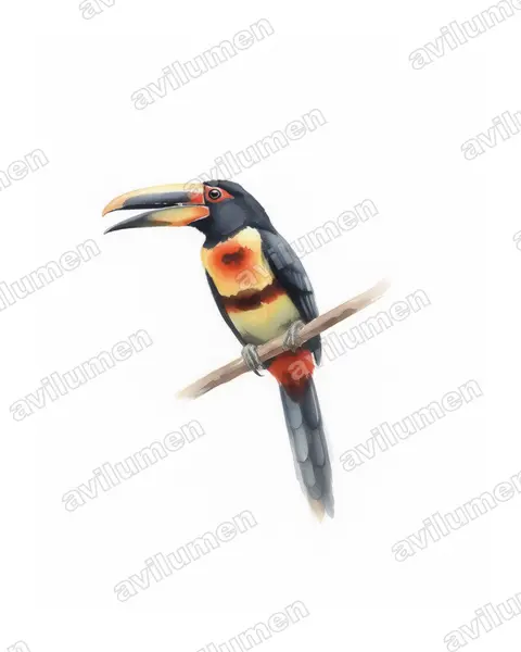 Illustration Aquarelle : Pteroglossus erythropygius (Araçari à bec clair)
