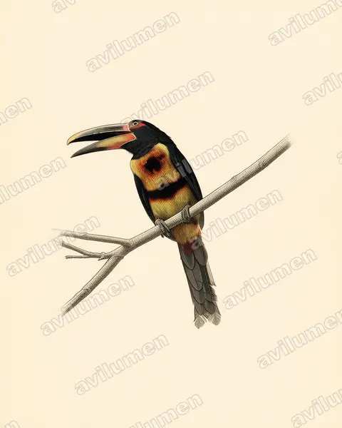 Illustration Planche ancienne : Pteroglossus erythropygius (Araçari à bec clair)