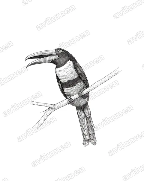 Illustration Encre : Pteroglossus erythropygius (Araçari à bec clair)