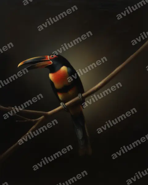 Illustration Huile : Pteroglossus erythropygius (Araçari à bec clair)
