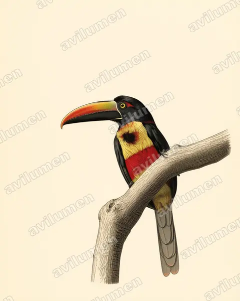 Illustration im Stil Historische Tafel: Feuerschnabelarassari (Pteroglossus frantzii)